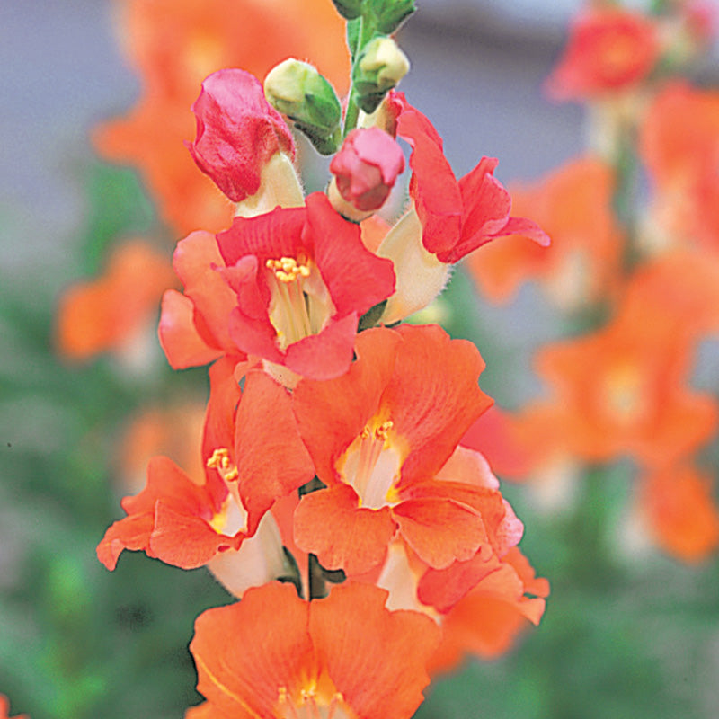 Snapdragon Chantilly Bronze F1 Seed