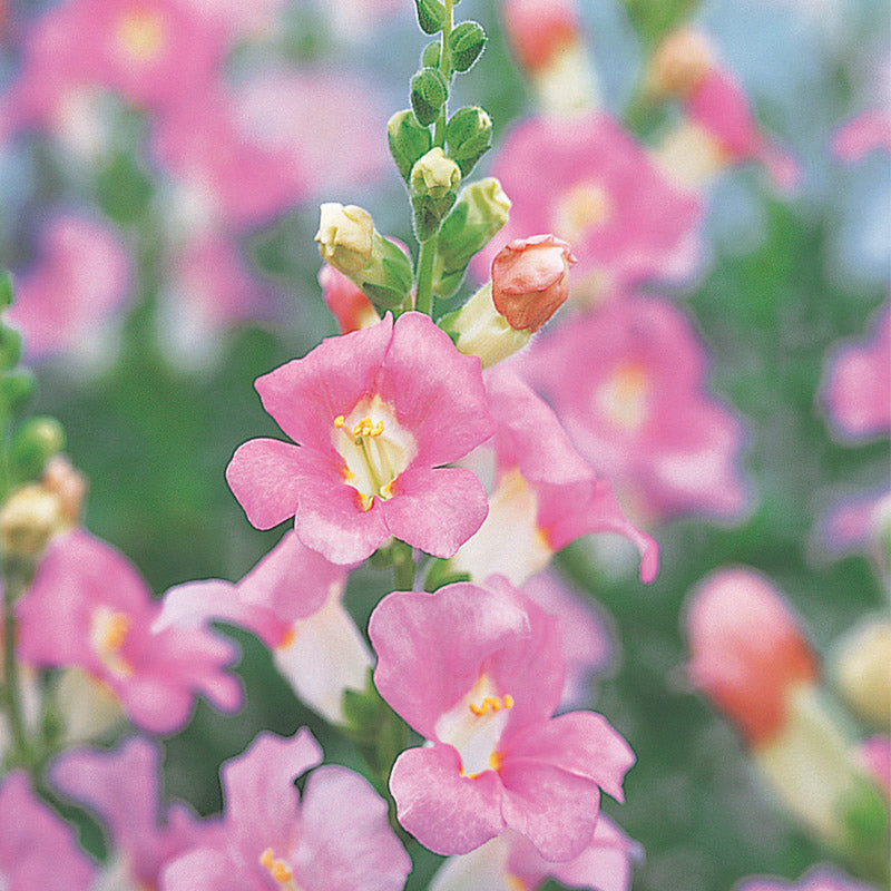 Snapdragon Chantilly Light Pink F1 Seed