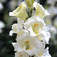 Snapdragon Chantilly White F1 Seed