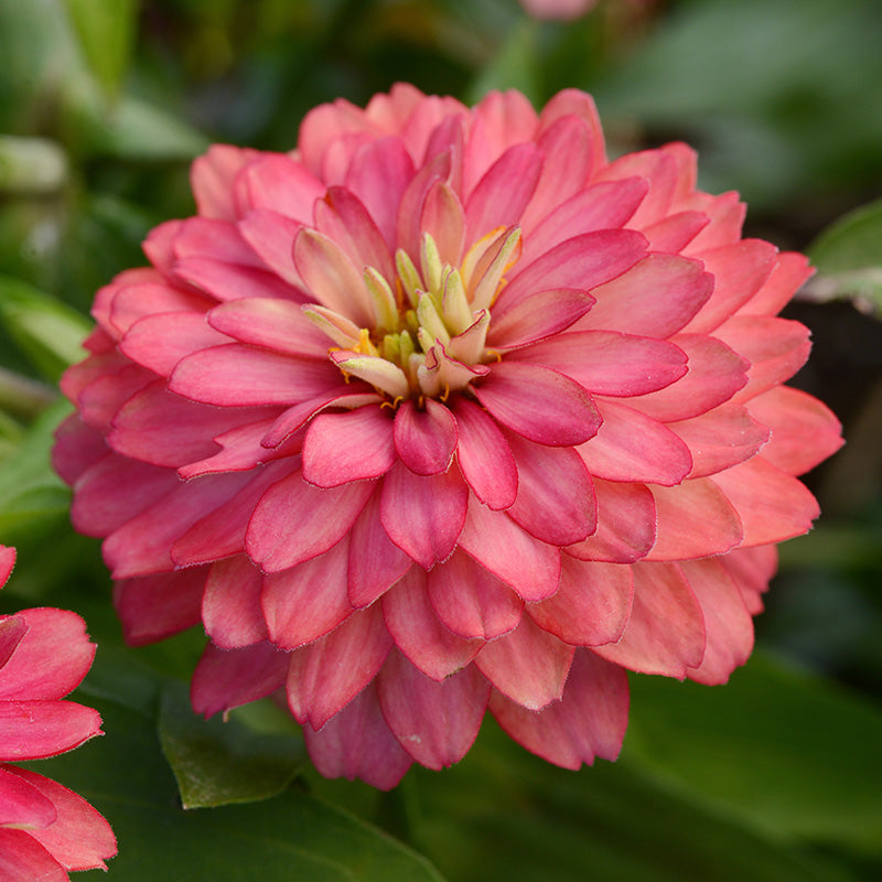 Zinnia Zahara Double Salmon Seed Harris Seeds