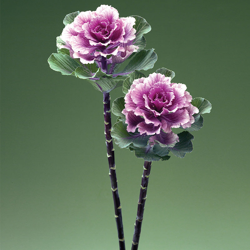 Ornamental Kale Flare™ Rose F1 Seed – Harris Seeds