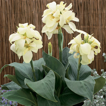 Canna South Pacific Ivory F1 Seed