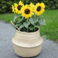 Sunflower Bert® F1 Seed