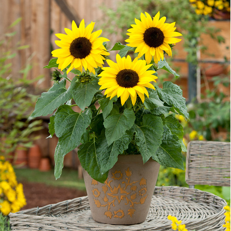Sunflower SunBuzz F1 Seed