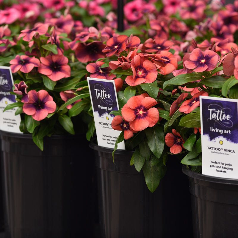 Катарантус Винка Тату Танжерин 5шт Евросемена купить с доставкой - интернет мага