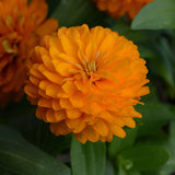 Zinnia Zahara Double Bright Orange Seed