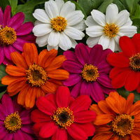 Zinnia Profusion AAS Mix Seed