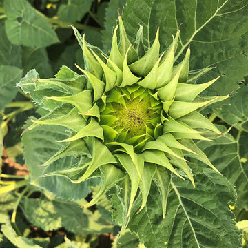 Sunflower SunFill™ Green F1 Seed