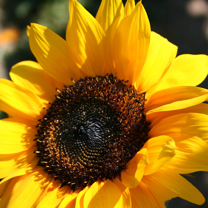 Sunflower Pro Cut Orange Excel F1 Seed