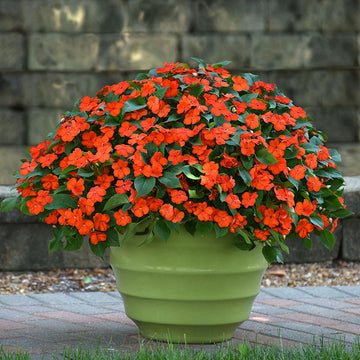Impatiens Beacon Orange Seed