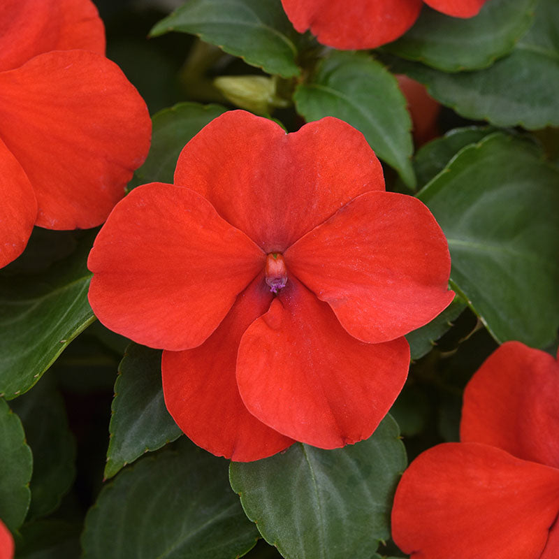 Impatiens Beacon Red Bright Seed
