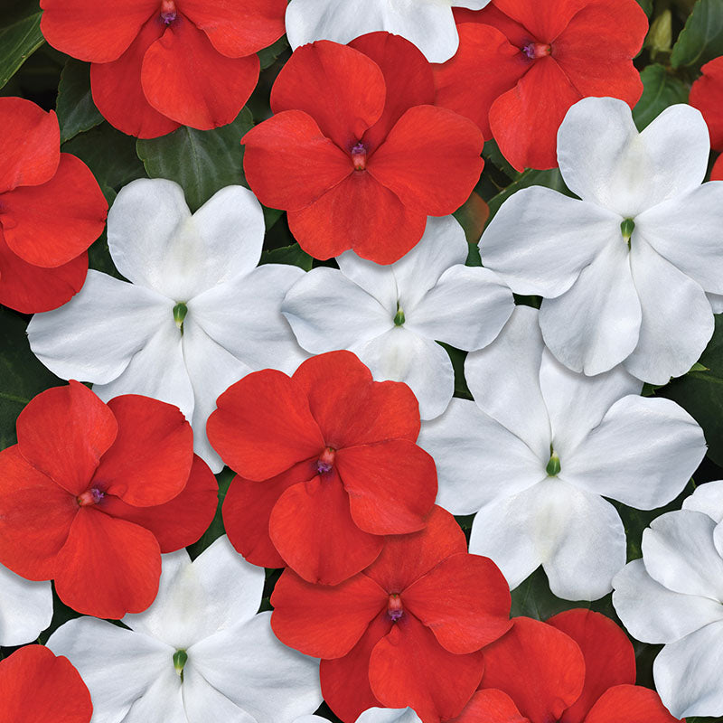 Impatiens Beacon Red White Mix Seed