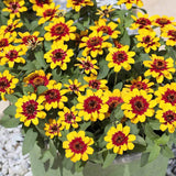 Zinnia Profusion Red Yellow Bicolor Seed