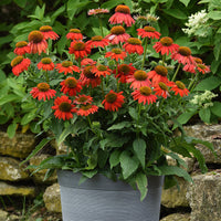 Echinacea Artisan Red Ombre F1 Seed