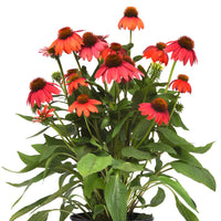 Echinacea Artisan Red Ombre F1 Seed
