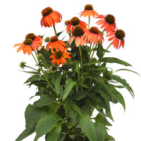 Echinacea Artisan Soft Orange F1 Seed