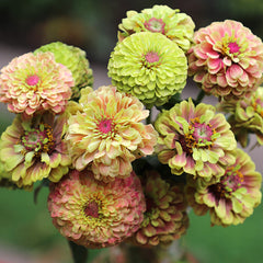 Zinnia Queeny Lime with Blotch Seed