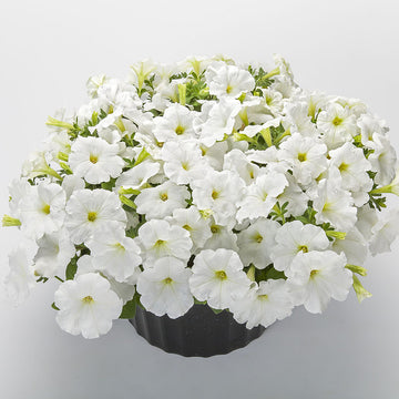 Petunia FotoFinish White F1 Seed
