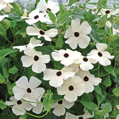 Thunbergia Susie White Seed
