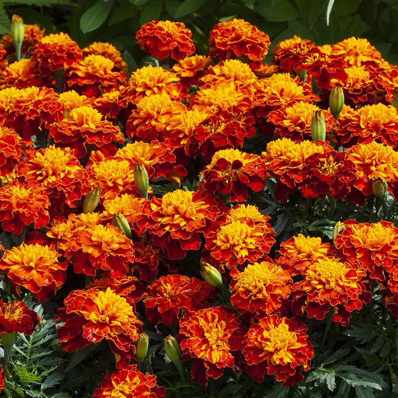 Marigold Happy Spry Seed