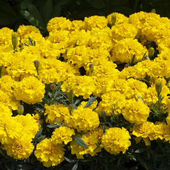 Marigold Happy Yellow Seed