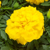Marigold Endurance Yellow F1 Seed