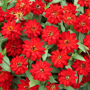 Zinnia Profusion Double Red Seed
