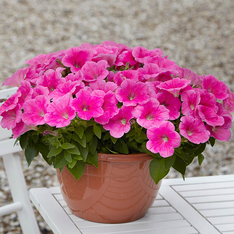 Petunia E3 Easy Wave Pink Cosmo F1 Seed