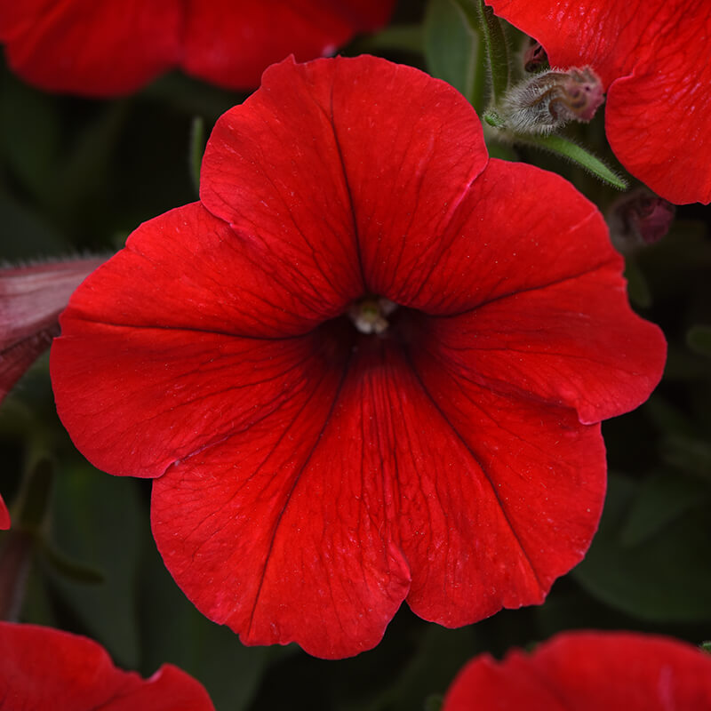 Petunia E3 Easy Wave Red F1 Seed