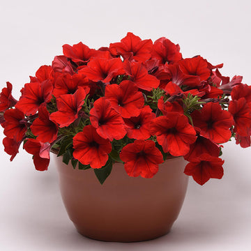Petunia E3 Easy Wave Red F1 Seed