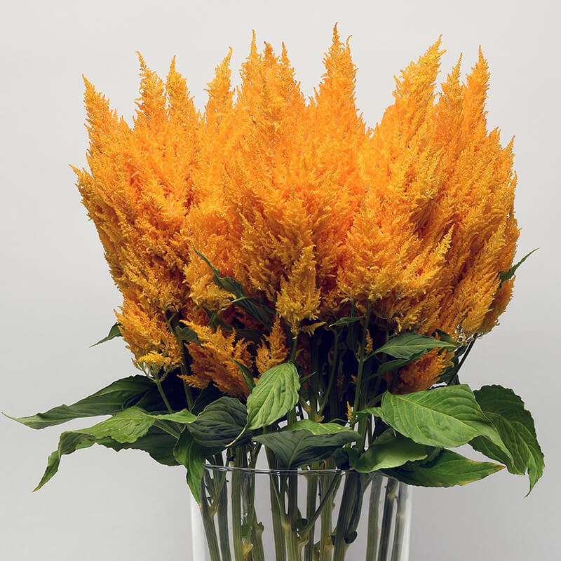 Celosia Sunday Gold Seed
