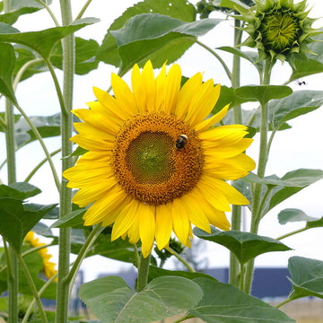 Sunflower Peredovick Seed