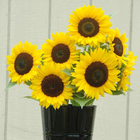 Sunflower Full Sun F1 Seed