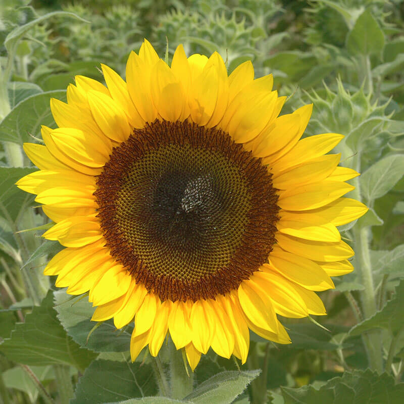 Sunflower Full Sun F1 Seed