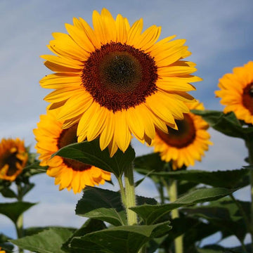 Sunflower Max Sunshine F1 Seed