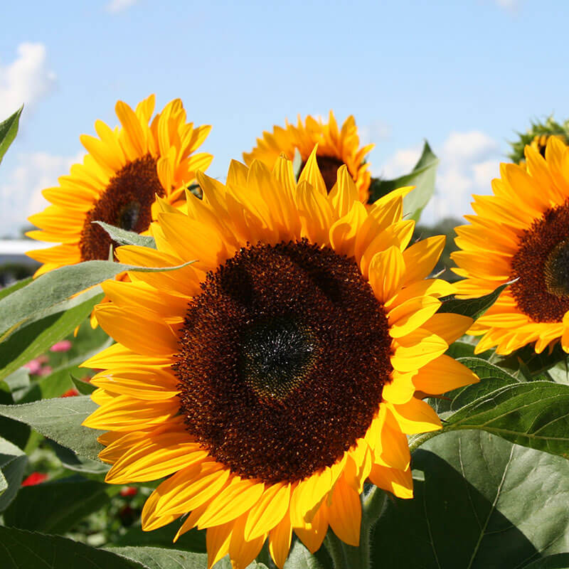 Sunflower Rayo De Sol F1 Seed