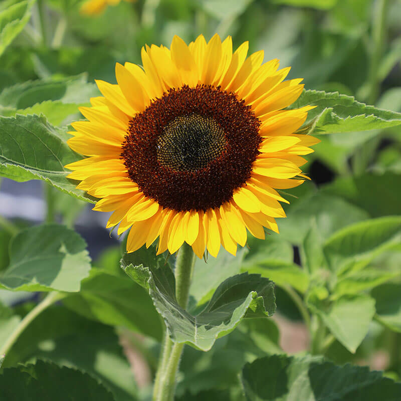 Sunflower Rayo De Sol F1 Seed