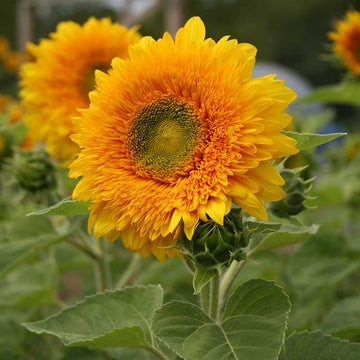 Sunflower Orange Sun Seed