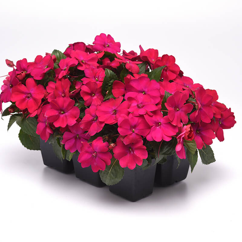 Impatiens Solarscape Magenta Bliss F1 Seed
