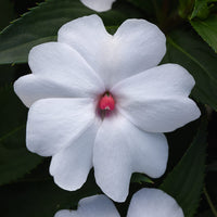 Impatiens Solarscape White Shimmer F1 Seed