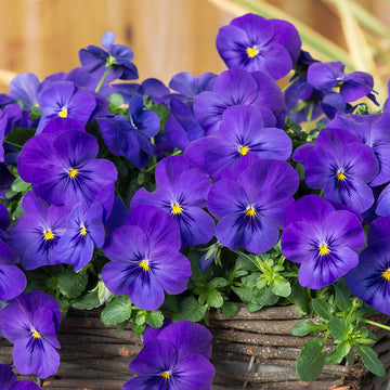 Pansy Cool Wave Blue F1 Seed