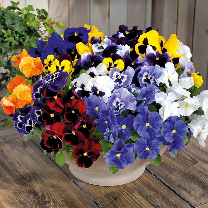 Pansy Inspire Plus Maxi Mix F1 Seed – Harris Seeds