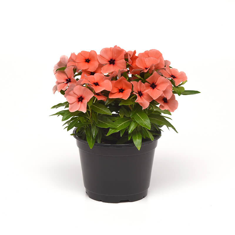 INDONESIAN VINCA /PERIWINKLE Mandarin Orange /15 pcs seeds /Fresh INDONESIAN VINCA /PERIWINKLE Mandarin Orange /15 pcs seeds /Fresh