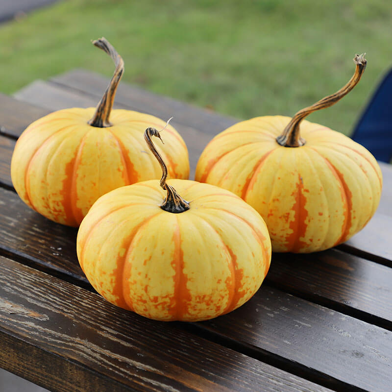 Pumpkin Blaze F1 Seed Harris Seeds