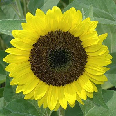 Sunflower Premier Lemon F1 Seed