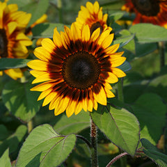 Sunflower Pro Cut Bicolor F1 Seed