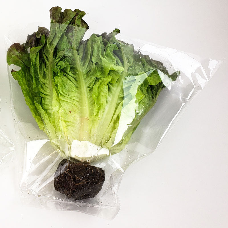 Hydroponic Lettuce Sleeves 16” x 11” x 5”