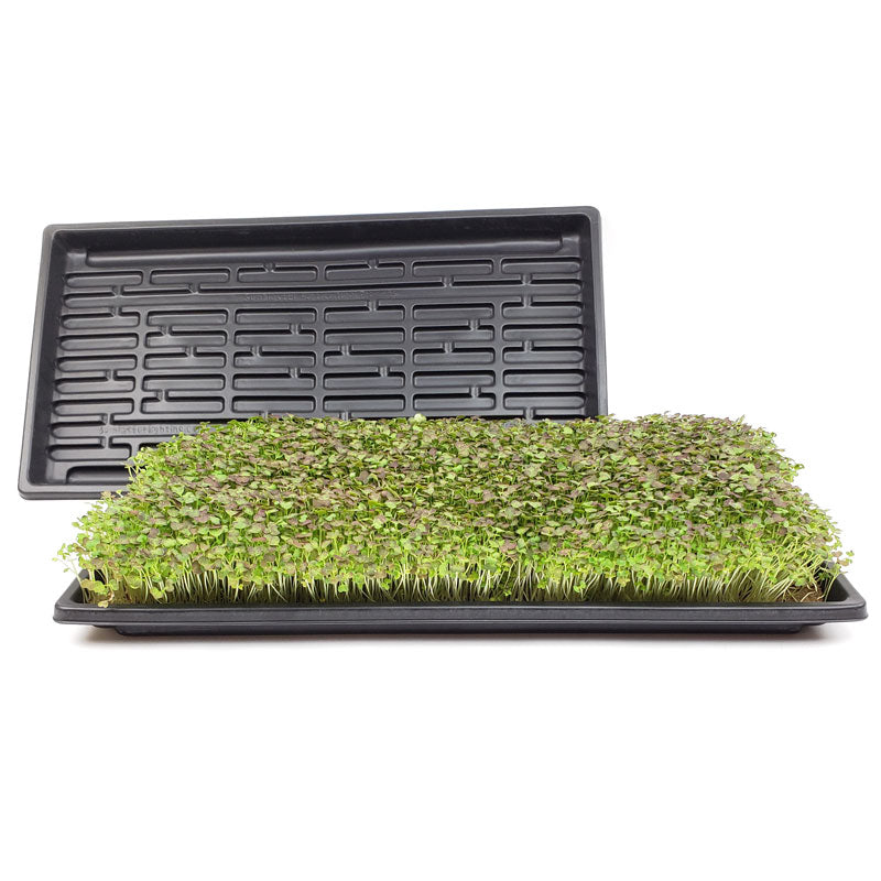 Microgreen Growing Trays (No Drainage)