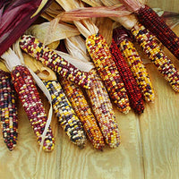 Ornamental Corn Underwood's Ornamental Seed