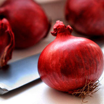 Onion Sets - Red Wethersfield